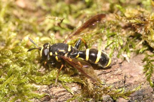 Réf. 359 088 : Sphiximorpha subsessilis